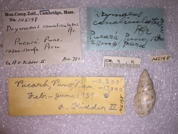 Media type: image; Malacology 145198 Description: 145198_Drymaeus_canalieulatus image;